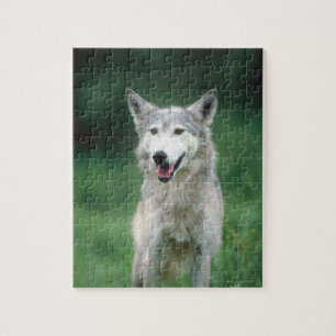Grey Wolf Jigsaw Puzzle