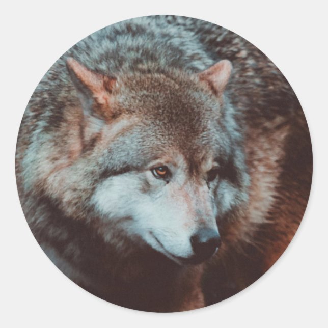 Grey Wolf looking in the forest Classic Round Sticker (Front)