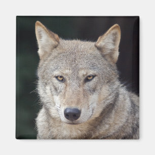 Grey Wolf Magnet