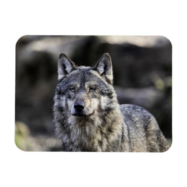 Grey Wolf Magnet (Horizontal)