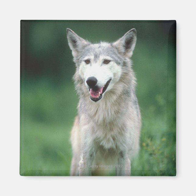 Grey Wolf Magnet (Front)