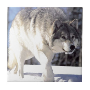 Grey Wolf On The Prowl Ceramic Tile