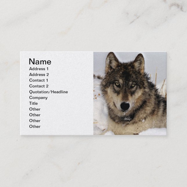Grey Wolf or Timber Wolf Laying in the Snow Business Card (Front)