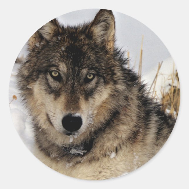 Grey Wolf or Timber Wolf Laying in the Snow Classic Round Sticker (Front)