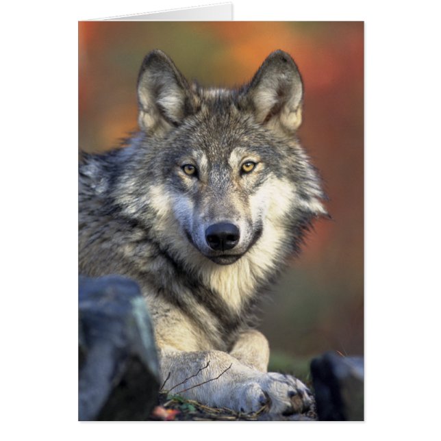 Grey Wolf Photo (Front)