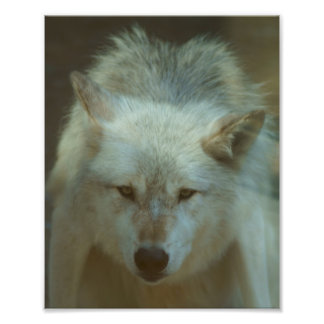 Grey Wolf Photo Print