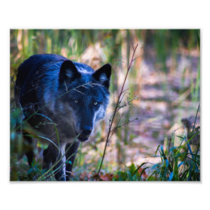 Grey Wolf Photography Print