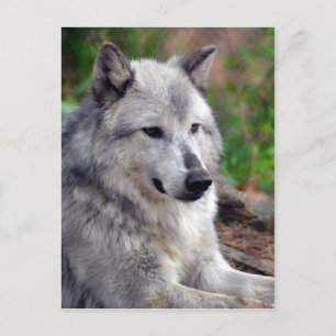 Grey Wolf Pose-168 Postcard