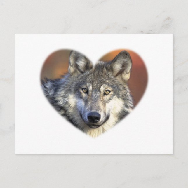 Grey Wolf Postcard (Front)