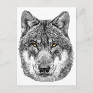 Grey Wolf Postcard