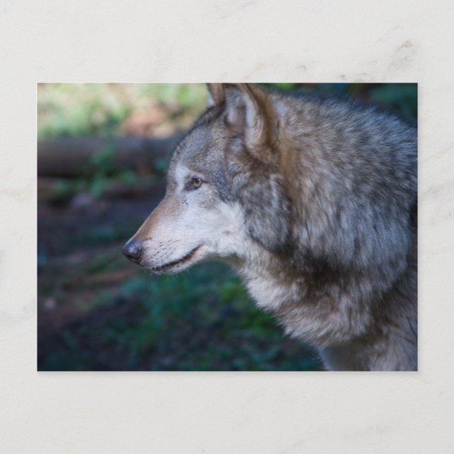 Grey wolf postcard (Front)