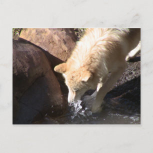 Grey Wolf Postcard