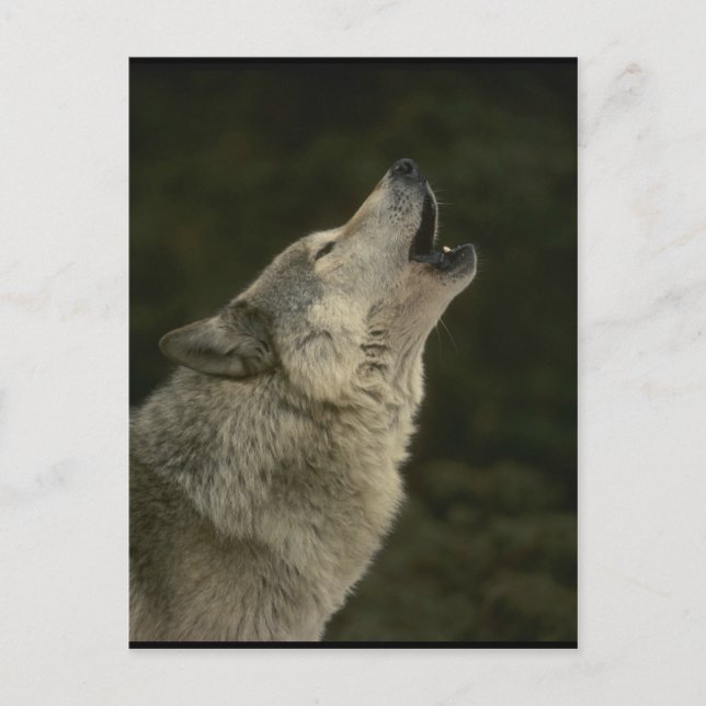 Grey Wolf Postcard (Front)