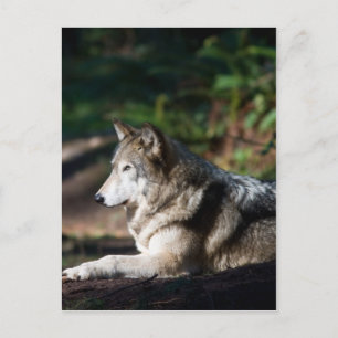 Grey wolf postcard