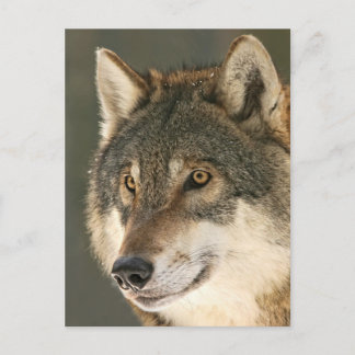 Grey Wolf Postcard