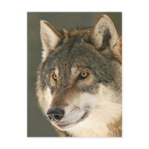Grey Wolf