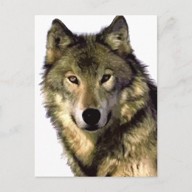 Grey Wolf Postcard (Front)