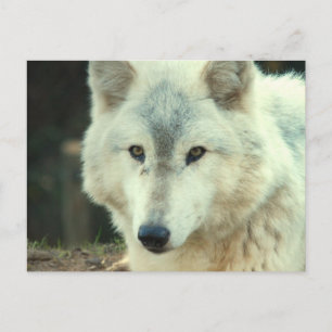 Grey Wolf Postcard