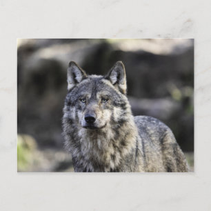 Grey Wolf Postcard