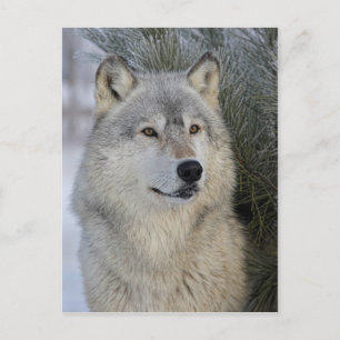 Grey Wolf Postcard