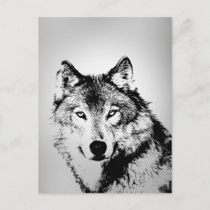 Grey Wolf Postcard