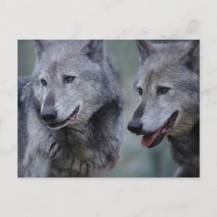Grey wolf postcard