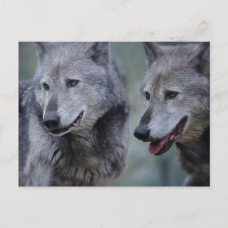 Grey wolf postcard