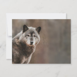 Grey Wolf  Postcard