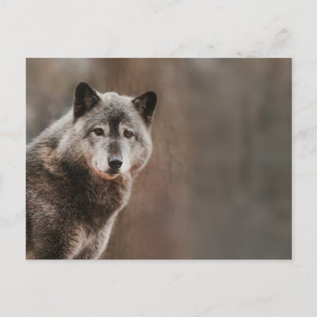Grey Wolf  Postcard (Front)