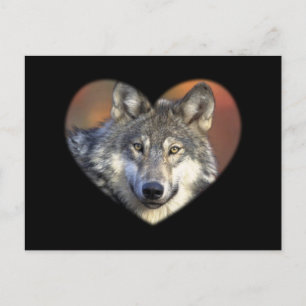 Grey Wolf Postcard