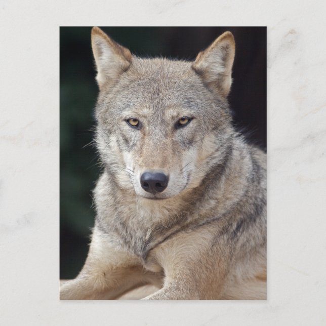 Grey Wolf Postcard (Front)