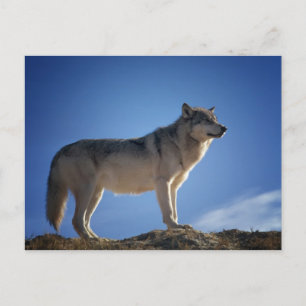 Grey Wolf Postcard