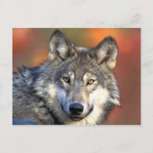 Grey Wolf Postcard