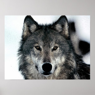 Grey Wolf Poster