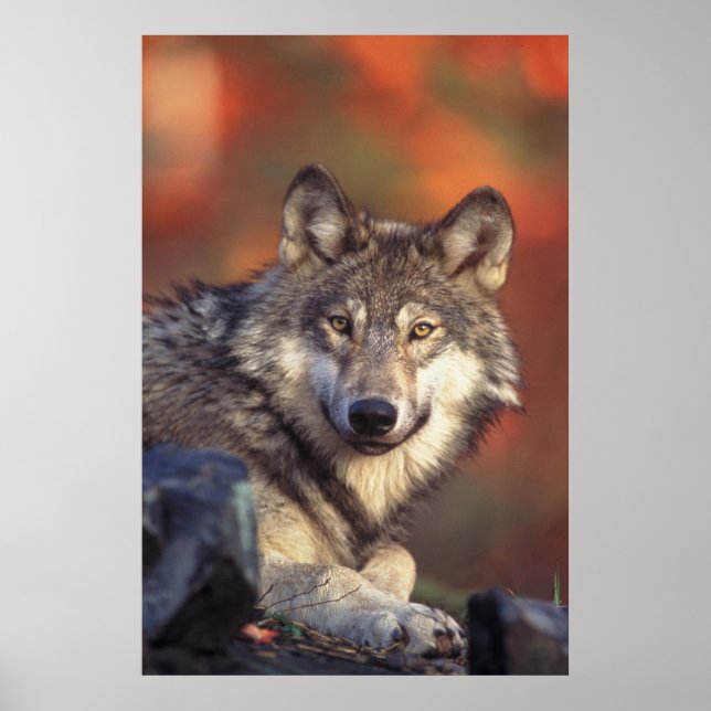Grey wolf poster (Front)