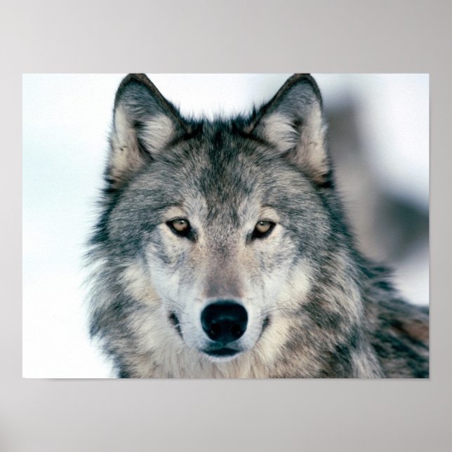 Grey Wolf Poster (Front)