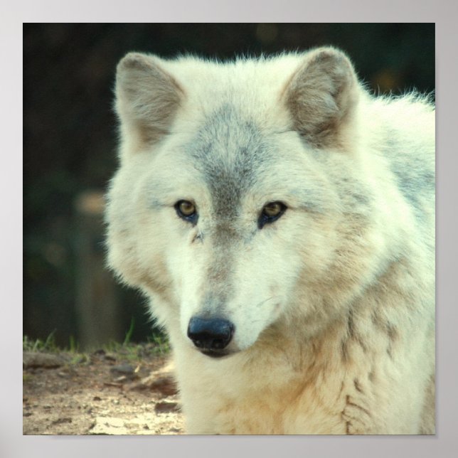 Grey Wolf Print (Front)