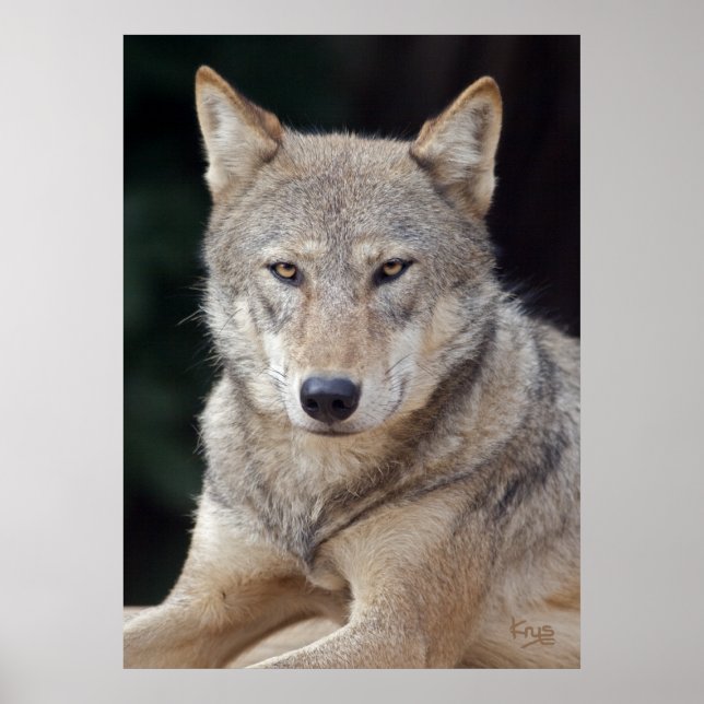 Grey Wolf Print (Front)