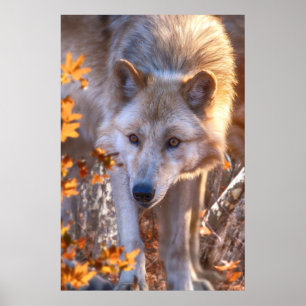Grey Wolf Pup "SUGAR MAPLE WOLVES" Poster