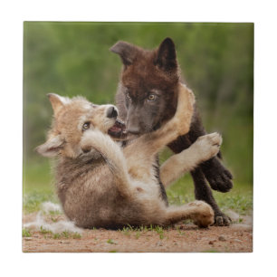 Grey Wolf Pups Wrestling Ceramic Tile