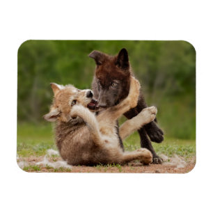 Grey Wolf Pups Wrestling Magnet
