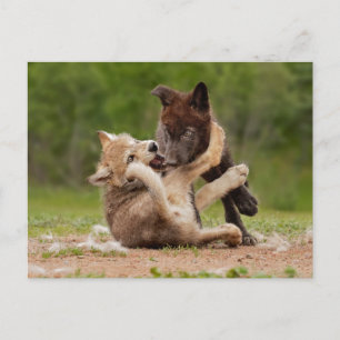 Grey Wolf Pups Wrestling Postcard