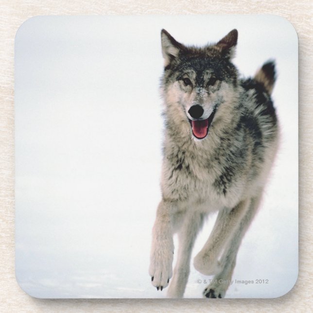 Grey wolf running coaster (Front)