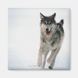 Grey wolf running magnet