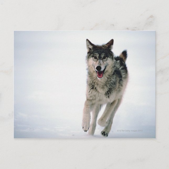 Grey wolf running postcard (Front)