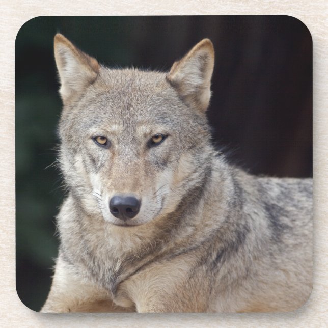 Grey Wolf Set of 6 Coasters (Front)