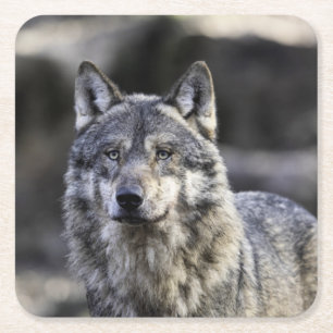 Grey Wolf Square Paper Coaster