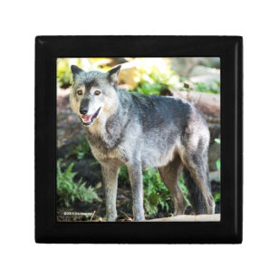 Grey Wolf Standing Alone Gift Box