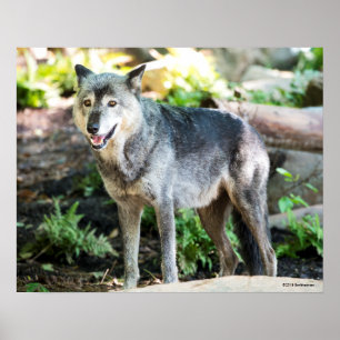 Grey Wolf Standing Alone Poster