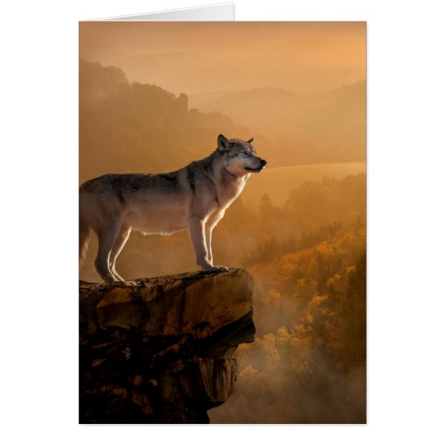 Grey wolf standing on a rock in the forest (Front)